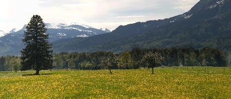 Spring Meadow near Rüti, Sankt Gallen, rheintal